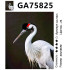 GA75825